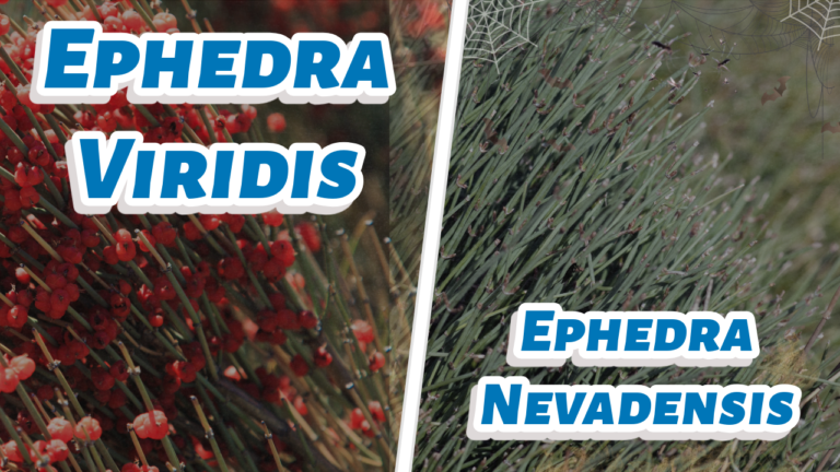 ephedra viridis vs ephedra nevadensis